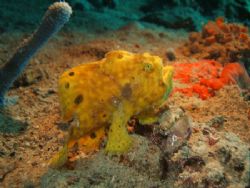 frogfish, fuji f450 strobe ds50 by Wendy Montbrun 